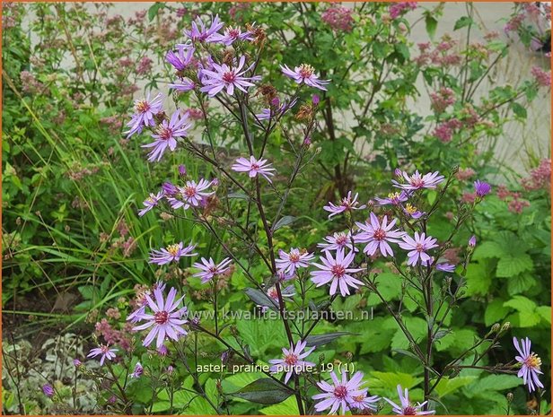 Aster 'Pink Star' | Aster | Aster