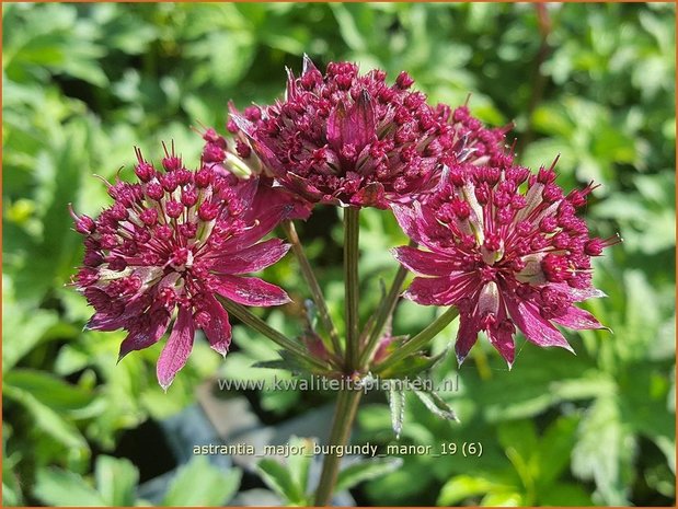 Astrantia major 'Burgundy Manor' | Zeeuws knoopje, Groot sterrenscherm | Große Sterndolde