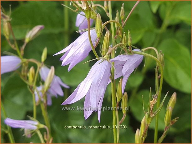 Campanula rapunculus | Rapunzelklokje, Repelsteeltje, Klokjesbloem | Rapunzel-Glockenblume