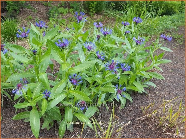 Centaurea montana | Bergkorenbloem, Bergcentaurie, Korenbloem, Centaurie | Berg-Flockenblume