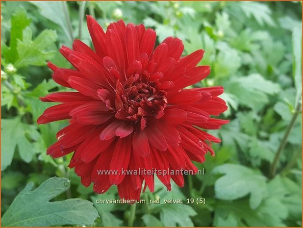 Chrysanthemum 'Red Velvet' | Tuinchrysant, Chrysant | Chrysantheme