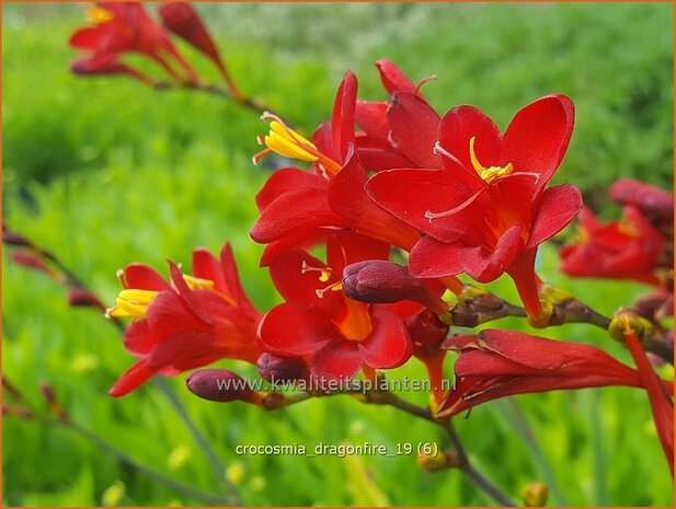 Crocosmia 'Dragonfire' | Montbretia | Montbretie