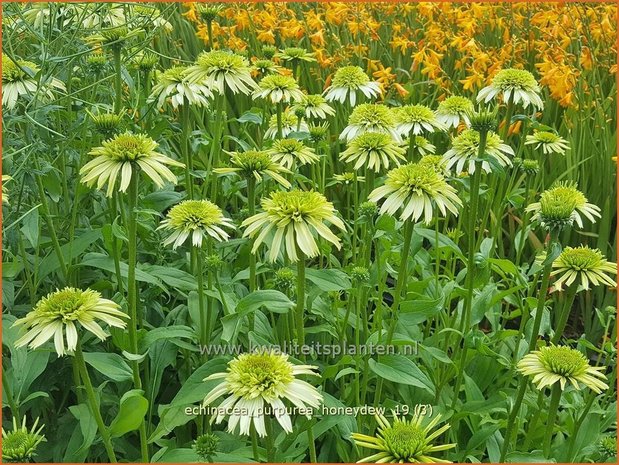 Echinacea purpurea 'Honeydew' | Rode zonnehoed, Zonnehoed | Roter Sonnenhut