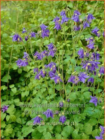 Aquilegia vulgaris | Akelei | Gewöhnliche Akelei