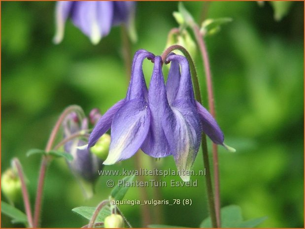 Aquilegia vulgaris | Akelei | Gewöhnliche Akelei