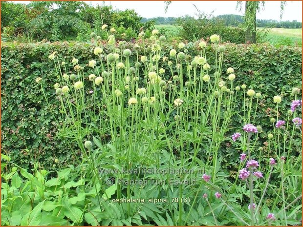 Cephalaria alpina | Alpenscabiosa | Alpen-Schuppenkopf