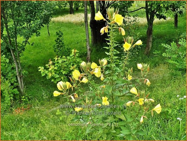 Oenothera biennis | Middelste teunisbloem, Gewone teunisbloem, Teunisbloem | Gewöhnliche Nachtkerze