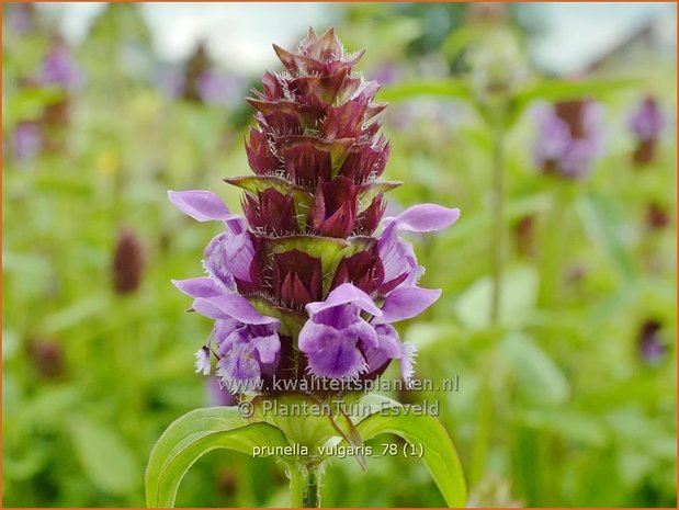 Prunella vulgaris | Brunel, Bijenkorfje | Gemeine Braunelle