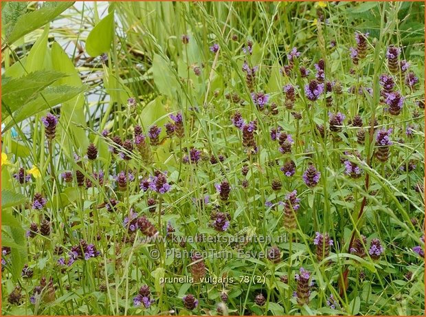 Prunella vulgaris | Brunel, Bijenkorfje | Gemeine Braunelle