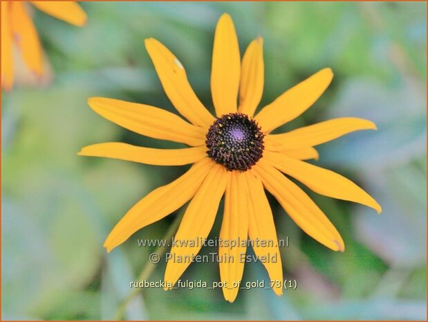 Rudbeckia fulgida 'Pot of Gold' | Zonnehoed | Gewöhnlicher Sonnenhut