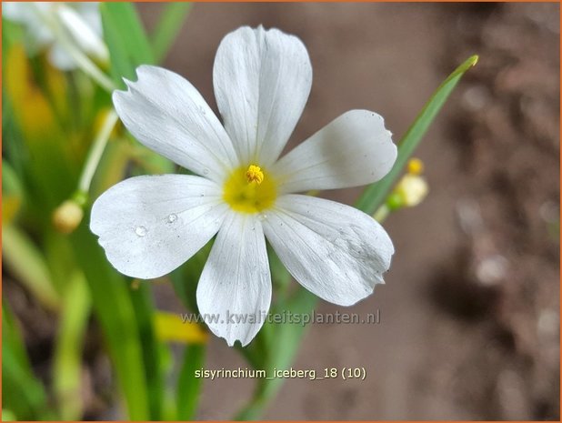 Sisyrinchium 'Iceberg' | Bieslelie | Binsenlilie