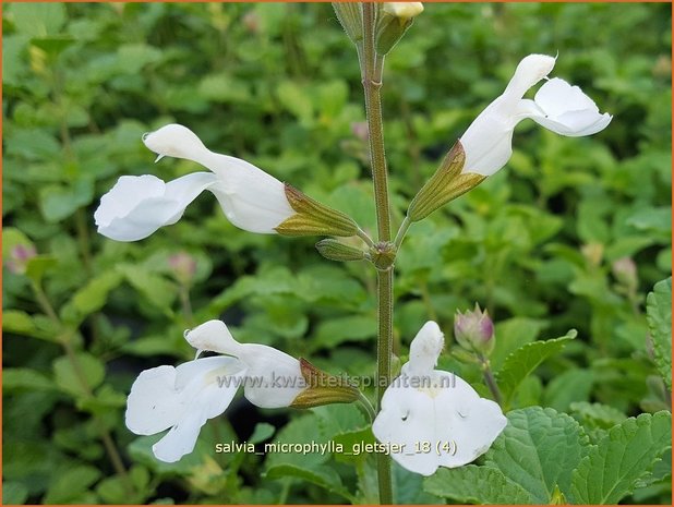 Salvia microphylla 'Gletsjer' | Salie, Salvia | Johannisbeersalbei