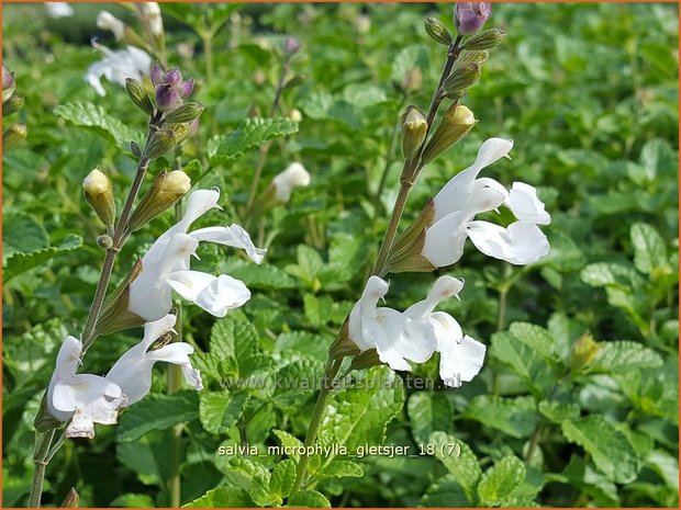 Salvia microphylla 'Gletsjer' | Salie, Salvia | Johannisbeersalbei