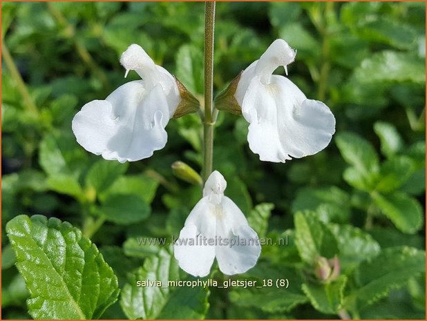 Salvia microphylla 'Gletsjer' | Salie, Salvia | Johannisbeersalbei