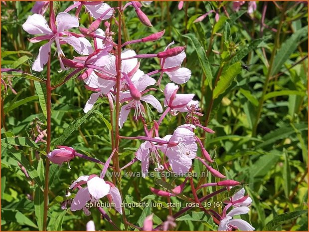 Epilobium angustifolium 'Stahl Rose' | Wilgenroosje | Waldweidenröschen