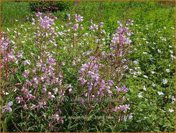 Epilobium angustifolium 'Stahl Rose' | Wilgenroosje | Waldweidenröschen