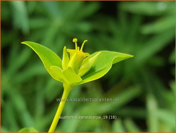 Euphorbia ceratocarpa | Wolfsmelk | Hornfr&#x00fc;chtige Wolfsmilch