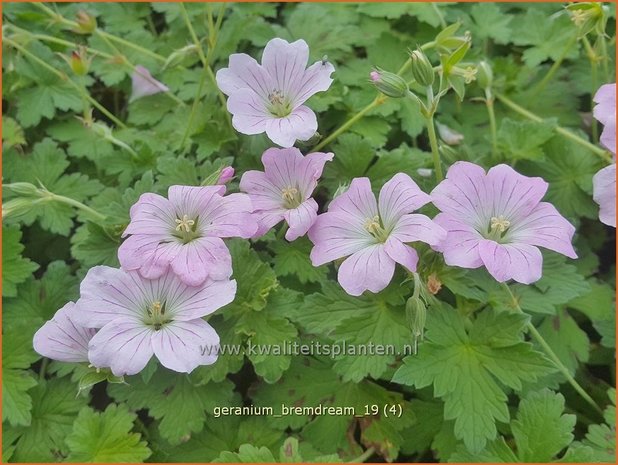 Geranium 'Bremdream' | Ooievaarsbek, Tuingeranium | Storchschnabel