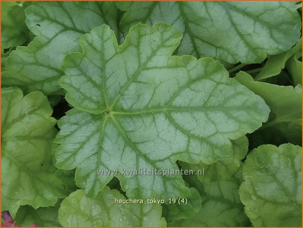 Heuchera 'Tokyo' | Purperklokje | Purpurglöckchen