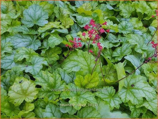 Heuchera 'Tokyo' | Purperklokje | Purpurglöckchen