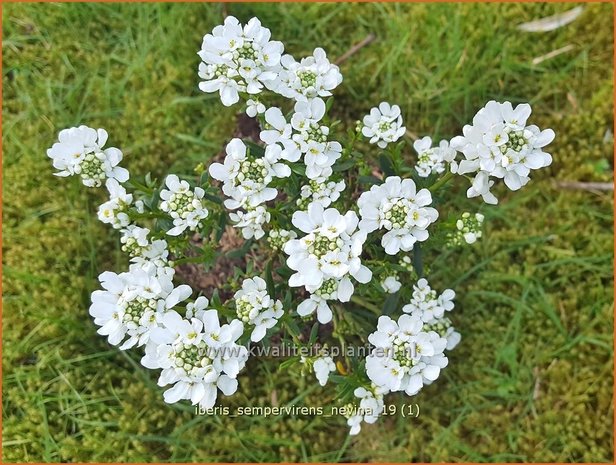 Iberis sempervirens 'Nevina' | Scheefbloem, Scheefkelk | Immergrüne Schleifenblume