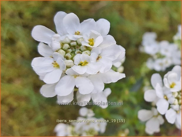 Iberis sempervirens 'Nevina' | Scheefbloem, Scheefkelk | Immergrüne Schleifenblume