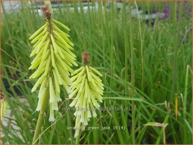 Kniphofia 'Green Jade' | Vuurpijl, Fakkellelie | Fackellilie