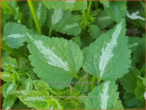 Lamium maculatum 'Album' | Gevlekte dovenetel, Dovenetel | Gefleckte Taubnessel