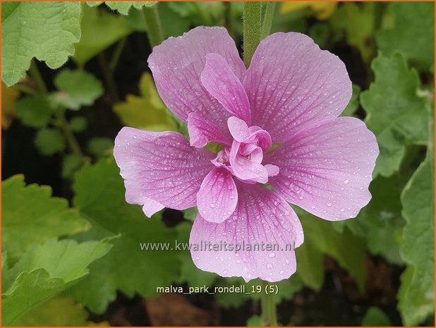 Malva 'Park Rondell' | Vaste stokroos, Stokroos | Ausdauernde Stockrose