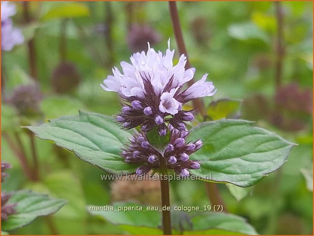 Mentha piperita 'Eau de Cologne' | Pepermunt, Munt | Pfefferminze