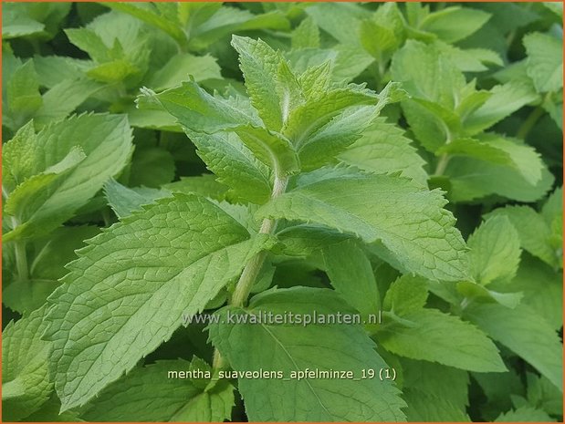 Mentha suaveolens 'Apfelminze' | Appelmunt, Munt | Wohlriechende Minze