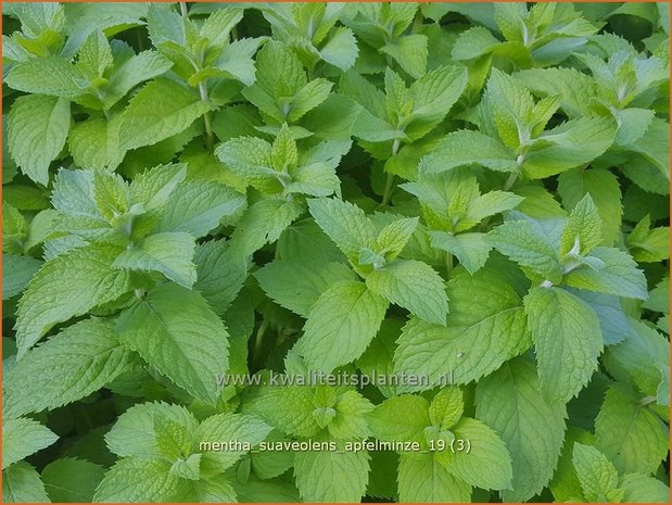 Mentha suaveolens 'Apfelminze' | Appelmunt, Munt | Wohlriechende Minze