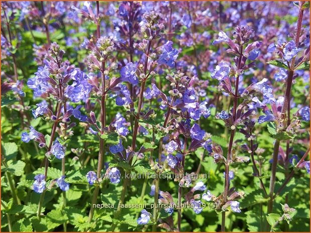 Nepeta faassenii 'Purrsian Blue' | Kattenkruid | Blaue Katzenminze