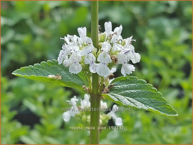 Nepeta nuda &#x0027;Alba&#x0027; | Kattenkruid | Kahle Katzenminze