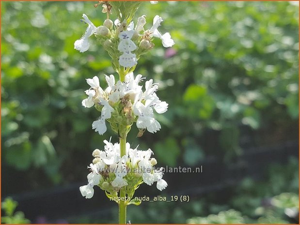 Nepeta nuda &#x0027;Alba&#x0027; | Kattenkruid | Kahle Katzenminze