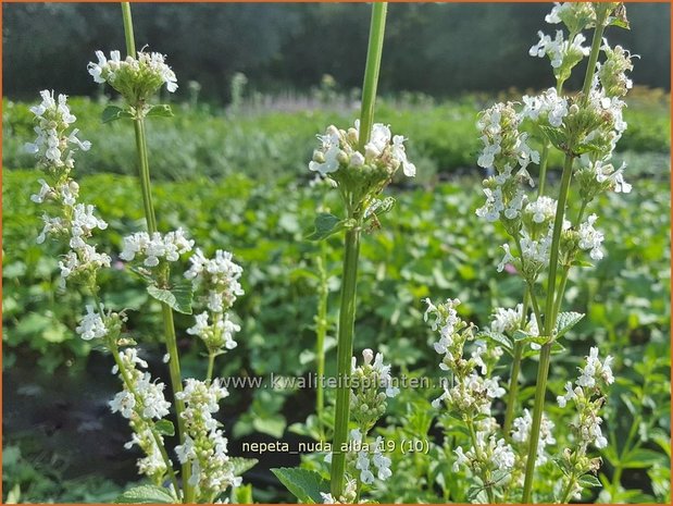 Nepeta nuda &#x0027;Alba&#x0027; | Kattenkruid | Kahle Katzenminze