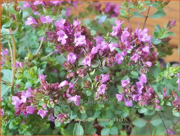 Origanum laevigatum 'Hopleys' | Marjolein, Majoraan | Glatter Dost