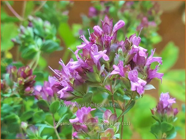 Origanum laevigatum 'Hopleys' | Marjolein, Majoraan | Glatter Dost