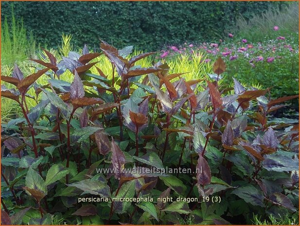 Persicaria microcephala 'Night Dragon' | Duizendknoop | Kleinkopfiger Knöterich