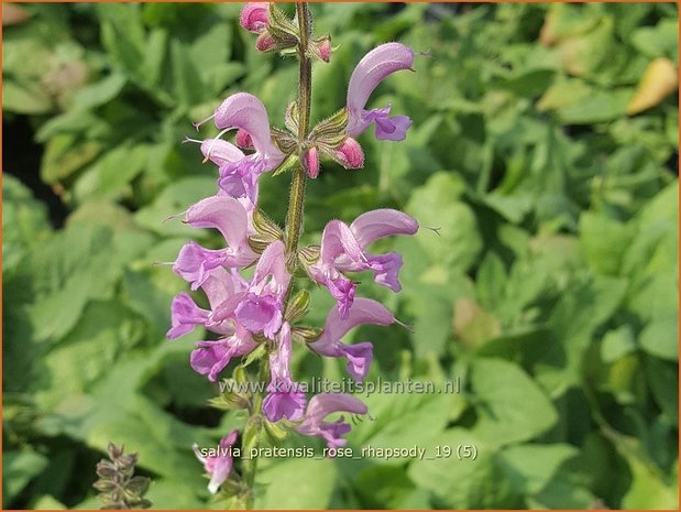 Salvia pratensis 'Rose Rhapsody' | Veldsalie, Salie, Salvia | Wiesen-Salbei