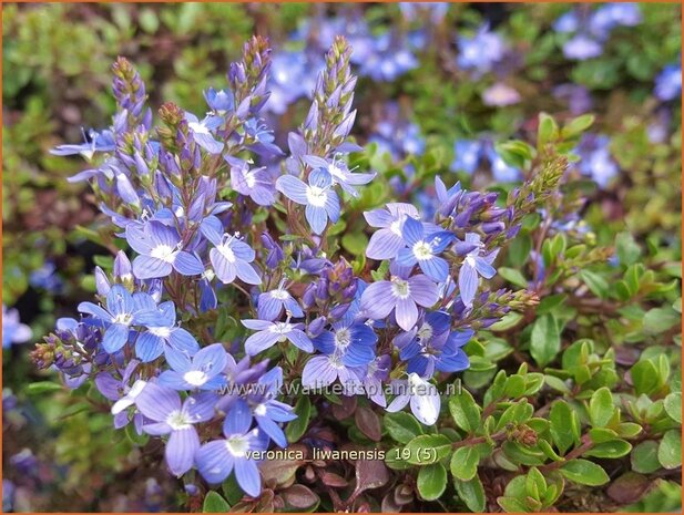 Veronica liwanensis | Turks ereprijs, Ereprijs | Anatolien-Ehrenpreis