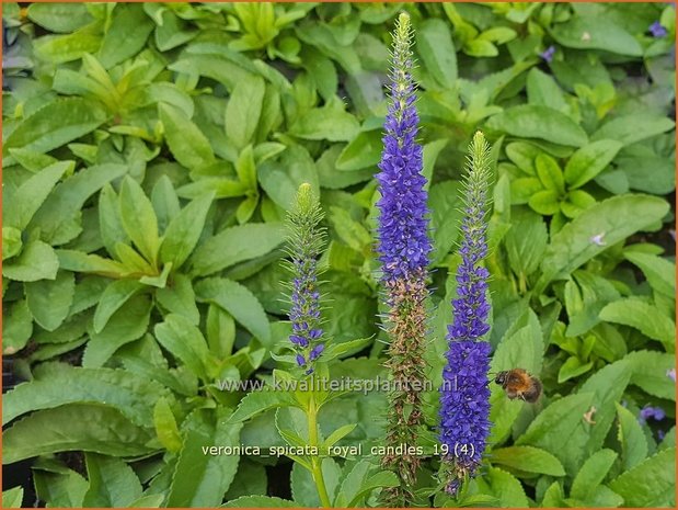 Veronica spicata 'Royal Candles' | Aarereprijs, Ereprijs | Ähren-Ehrenpreis