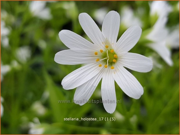 Stellaria holostea | Grootbloemig muur, Grote muur, Muur | Großblütige Sternmiere