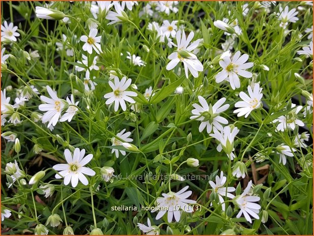 Stellaria holostea | Grootbloemig muur, Grote muur, Muur | Großblütige Sternmiere