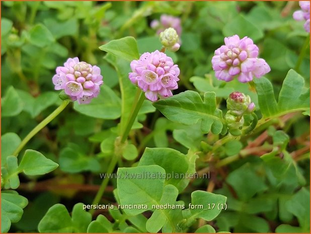 Persicaria runcinata 'Needham's Form' | Duizendknoop | Knöterich