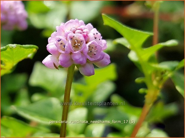 Persicaria runcinata 'Needham's Form' | Duizendknoop | Knöterich