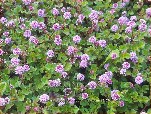 Persicaria runcinata 'Needham's Form' | Duizendknoop | Knöterich