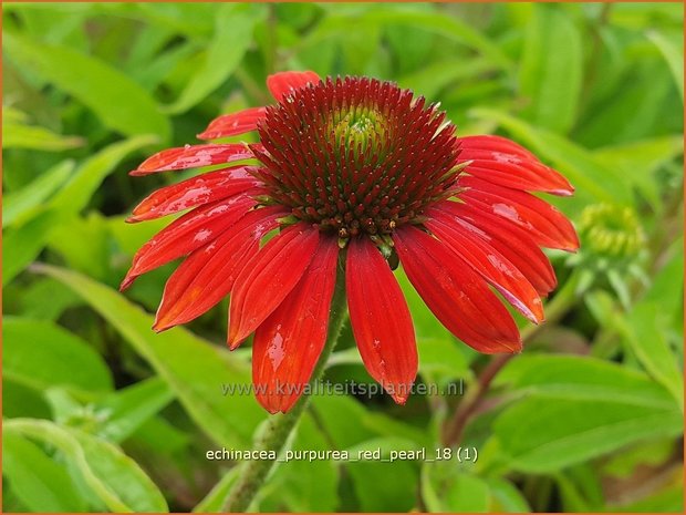 Echinacea purpurea 'Red Pearl' | Rode zonnehoed, Zonnehoed | Roter Sonnenhut