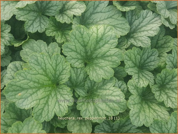 Heuchera 'Rex Peppermint' | Purperklokje | Purpurglöckchen