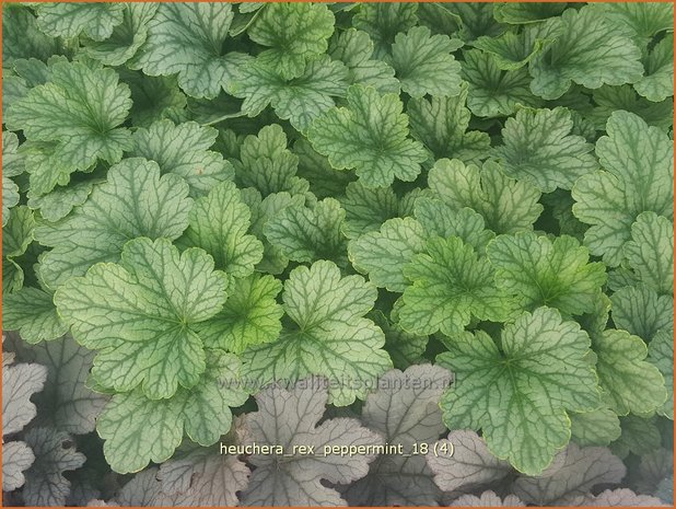 Heuchera 'Rex Peppermint' | Purperklokje | Purpurglöckchen